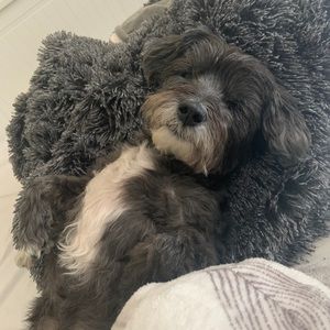 Meet your Posher, Genesis